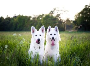 Two samoyeds in the meadow.
